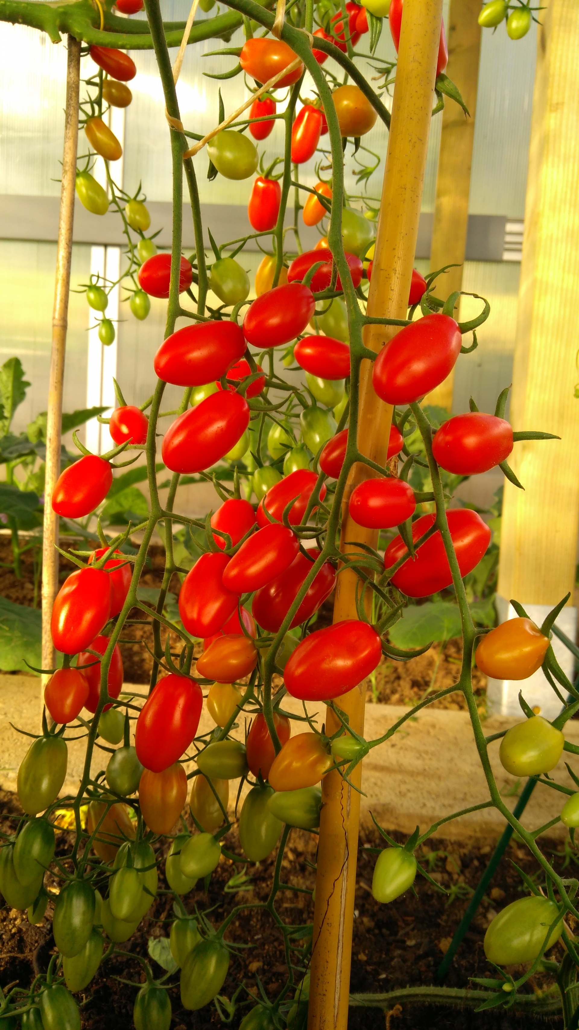 Khu vườn 1000m2 đầy hoa thơm trái ngọt của cặp vợ chồng người Việt ở Đức khu vuon 1000m2 day hoa thom va trai ngot nho ban tay dam dang trong trot cham bon cua cap vo chong nguoi viet o duc