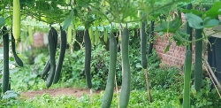nhung mon tet voi nguoi viet nam la binh thuong nhung voi nguoi xa xu thi that xa xi