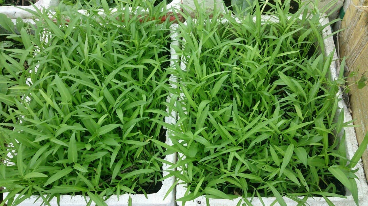 Vũng Tàu: Vườn rau và cây trái tốt tươi trên sân thượng của người phụ nữ đảm đang vung tau vuon rau va cay trai tot tuoi tren san thuong cua nguoi phu nu dam dang