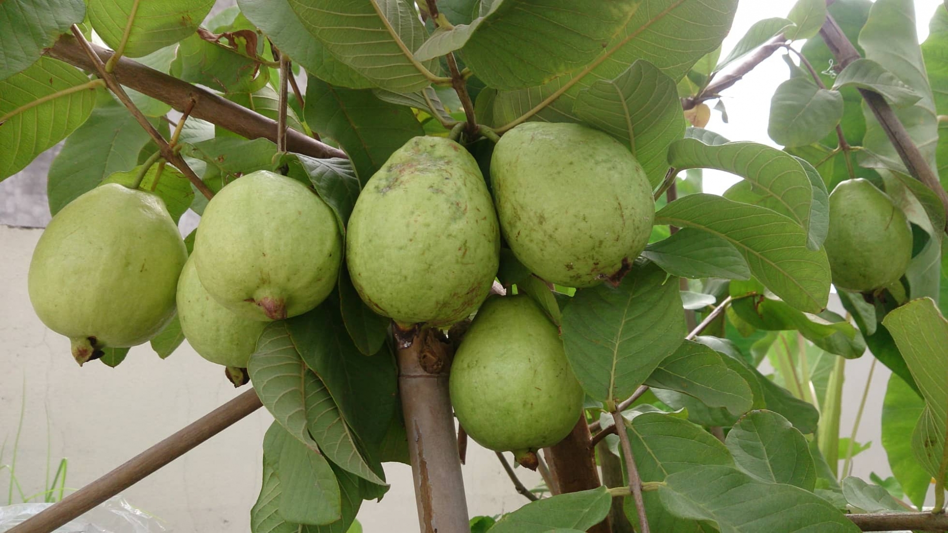 Vũng Tàu: Vườn rau và cây trái tốt tươi trên sân thượng của người phụ nữ đảm đang vung tau vuon rau va cay trai tot tuoi tren san thuong cua nguoi phu nu dam dang