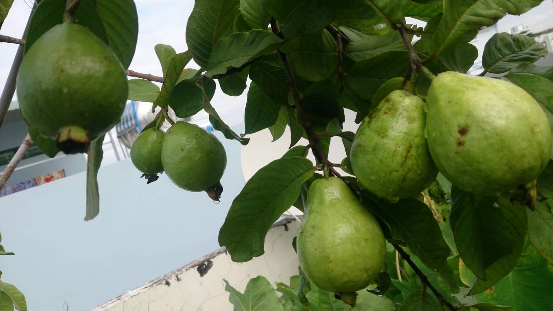 Vũng Tàu: Vườn rau và cây trái tốt tươi trên sân thượng của người phụ nữ đảm đang vung tau vuon rau va cay trai tot tuoi tren san thuong cua nguoi phu nu dam dang