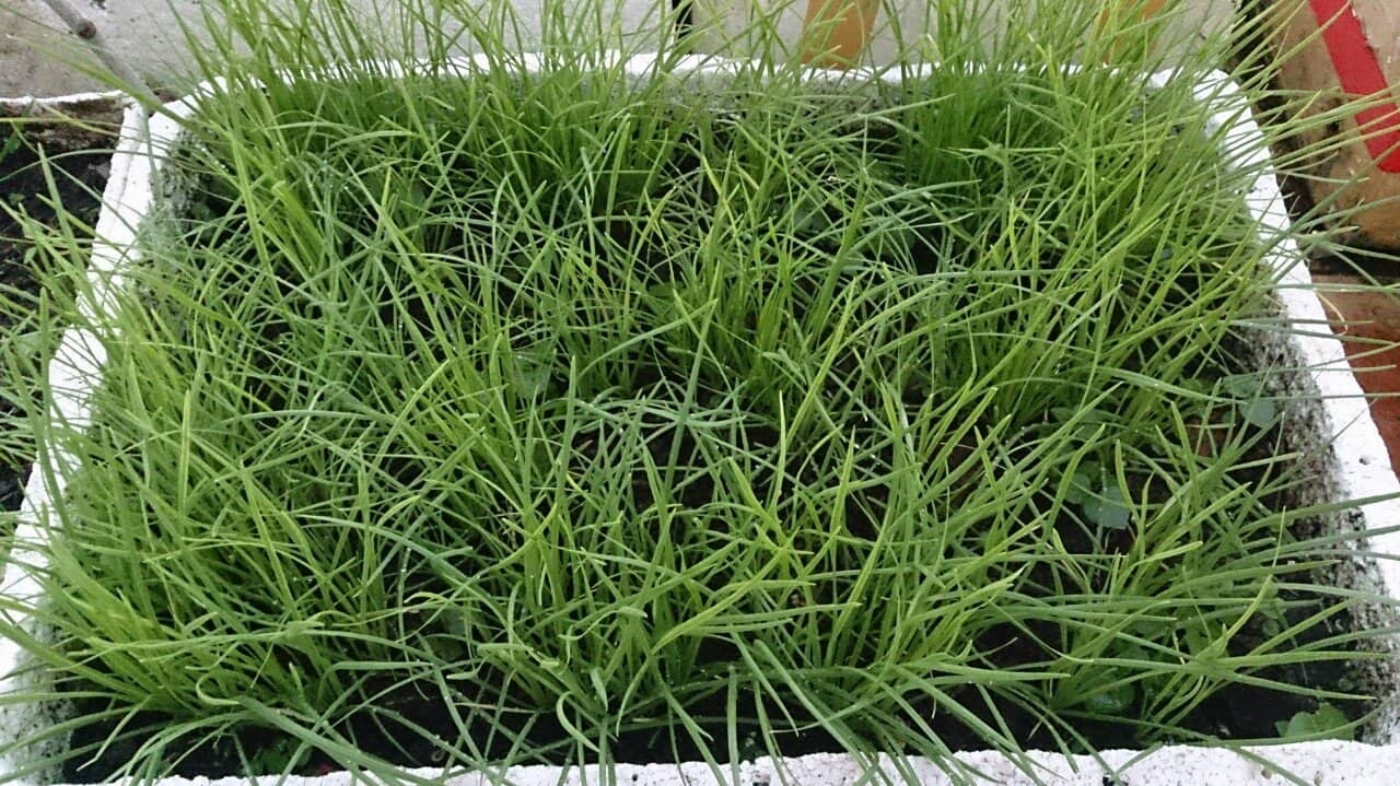 Vũng Tàu: Vườn rau và cây trái tốt tươi trên sân thượng của người phụ nữ đảm đang vung tau vuon rau va cay trai tot tuoi tren san thuong cua nguoi phu nu dam dang