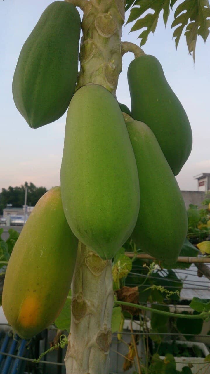 Vũng Tàu: Vườn rau và cây trái tốt tươi trên sân thượng của người phụ nữ đảm đang vung tau vuon rau va cay trai tot tuoi tren san thuong cua nguoi phu nu dam dang