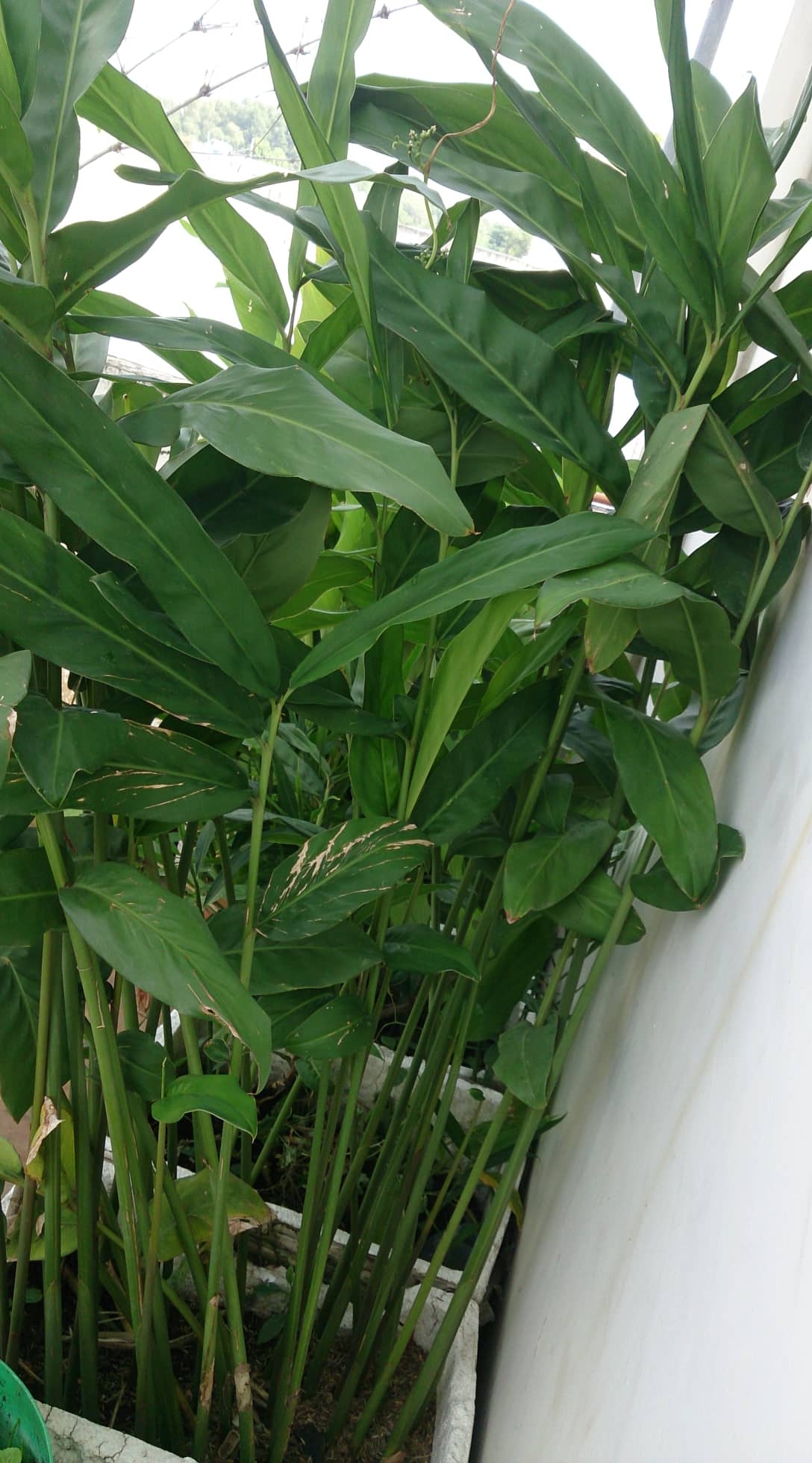 Vũng Tàu: Vườn rau và cây trái tốt tươi trên sân thượng của người phụ nữ đảm đang vung tau vuon rau va cay trai tot tuoi tren san thuong cua nguoi phu nu dam dang