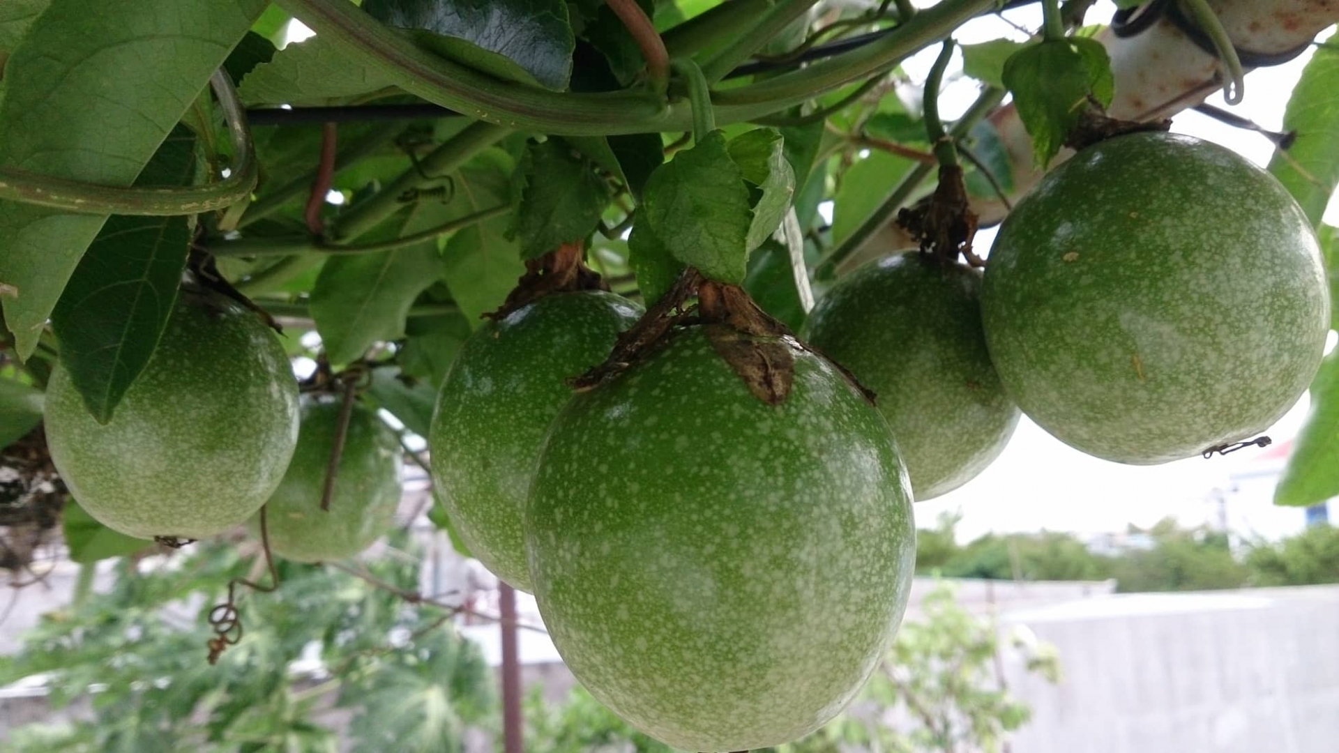 Vũng Tàu: Vườn rau và cây trái tốt tươi trên sân thượng của người phụ nữ đảm đang vung tau vuon rau va cay trai tot tuoi tren san thuong cua nguoi phu nu dam dang