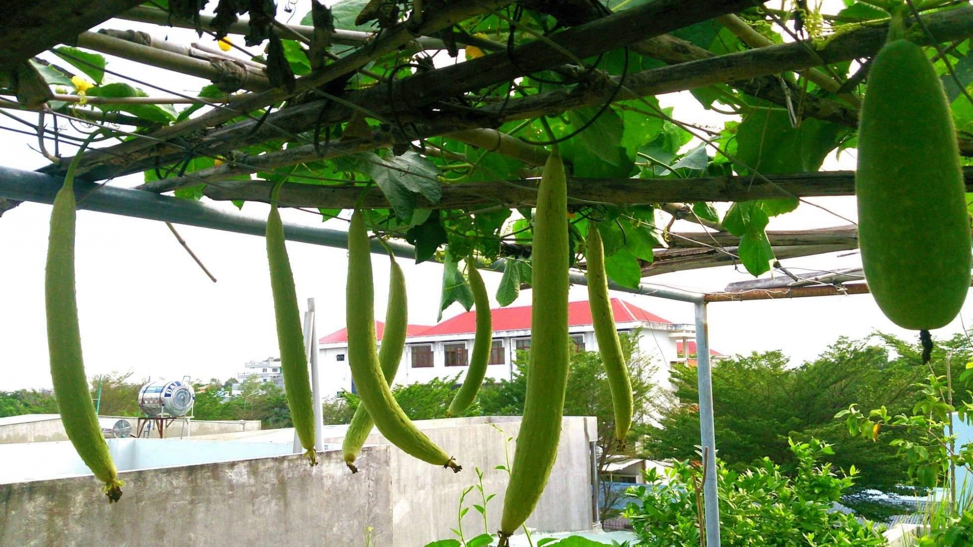 Vũng Tàu: Vườn rau và cây trái tốt tươi trên sân thượng của người phụ nữ đảm đang vung tau vuon rau va cay trai tot tuoi tren san thuong cua nguoi phu nu dam dang