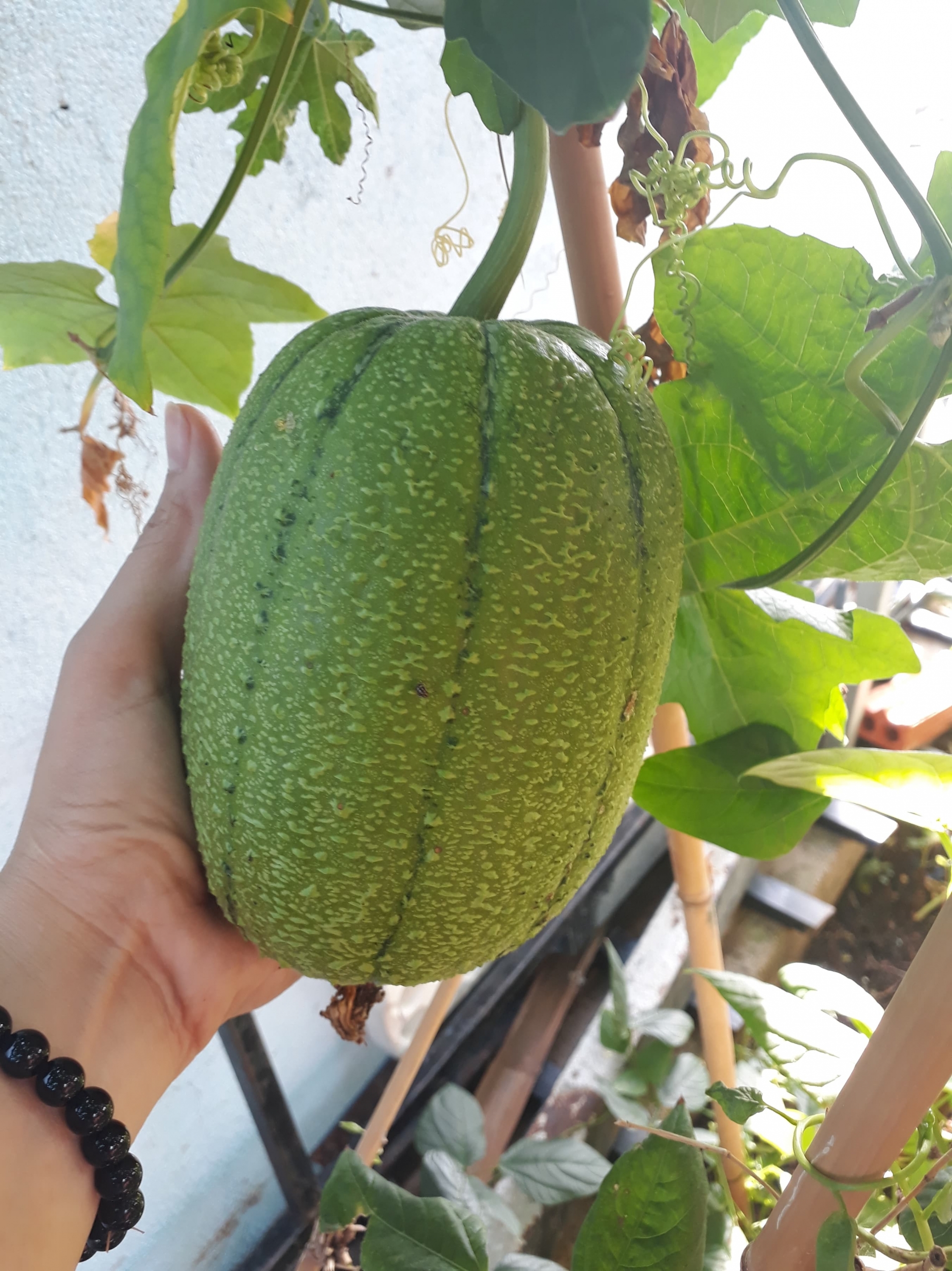Sân thượng xây bồn kiên cố trồng đủ loại cây như trang trại ở Vũng Tàu san thuong xay bon kien co trong du loai cay nhu trang trai o vung tau