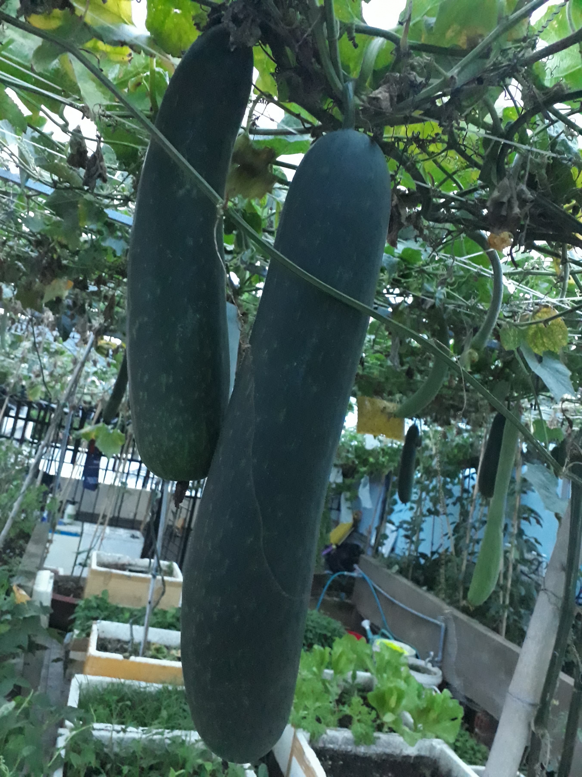 Sân thượng xây bồn kiên cố trồng đủ loại cây như trang trại ở Vũng Tàu san thuong xay bon kien co trong du loai cay nhu trang trai o vung tau