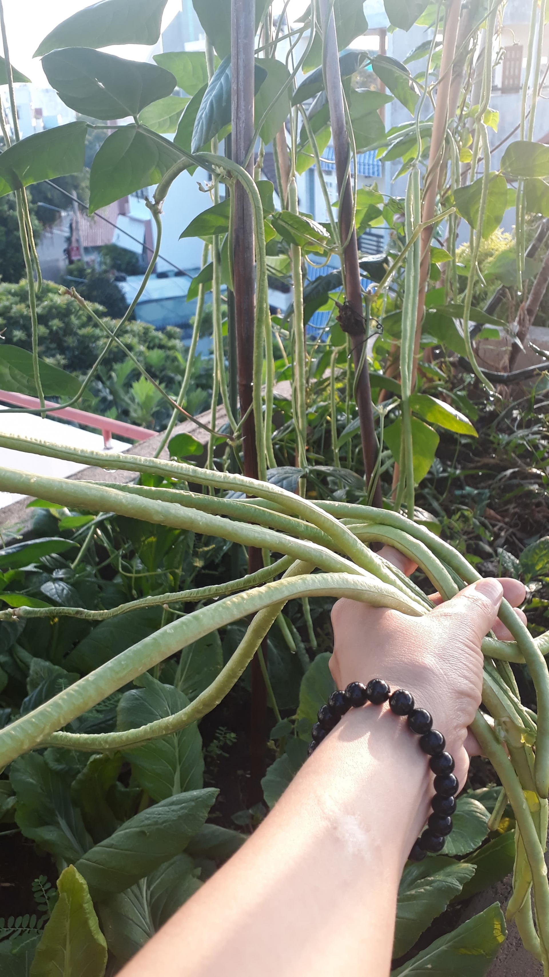 Sân thượng xây bồn kiên cố trồng đủ loại cây như trang trại ở Vũng Tàu san thuong xay bon kien co trong du loai cay nhu trang trai o vung tau