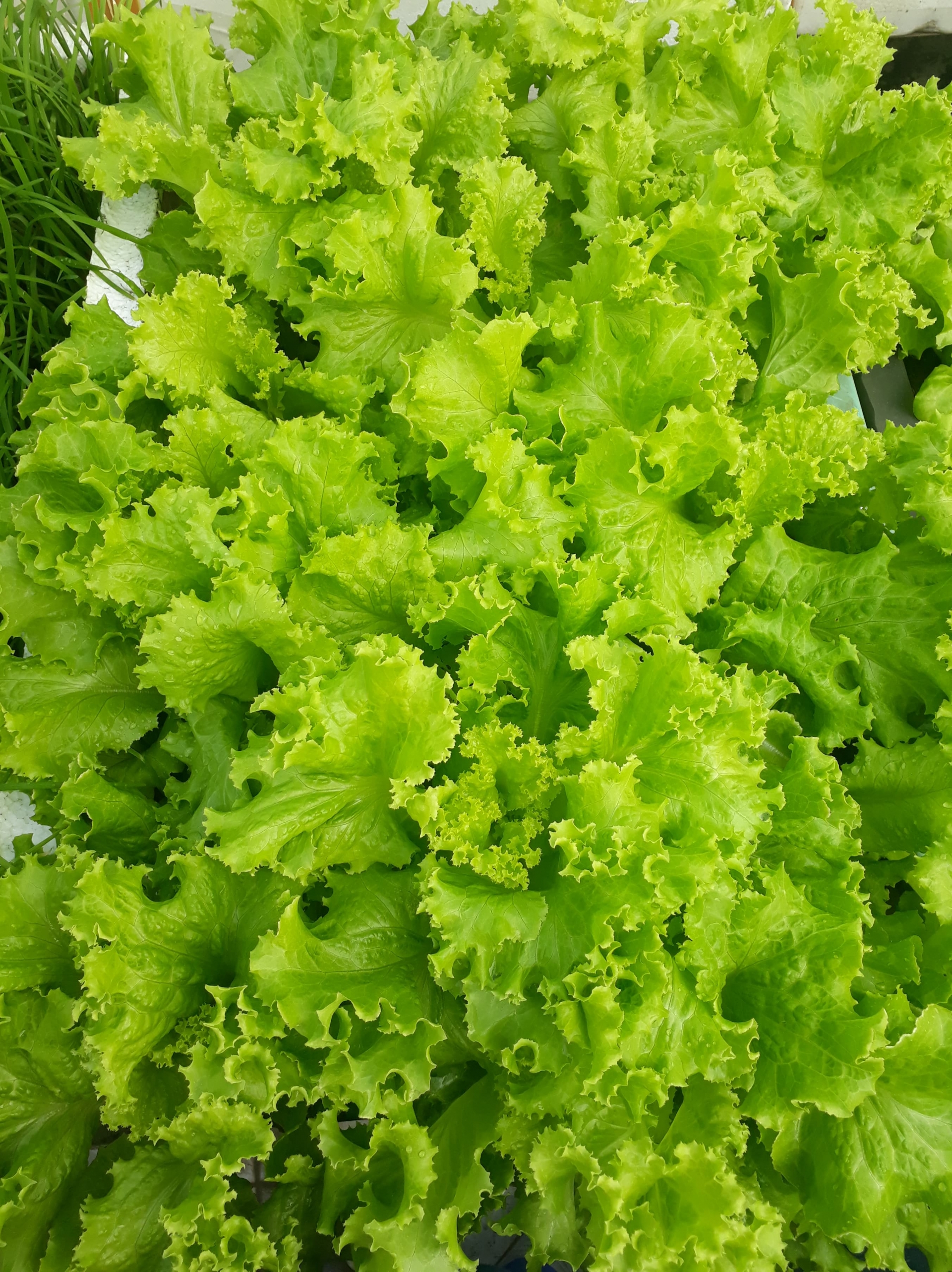 Sân thượng xây bồn kiên cố trồng đủ loại cây như trang trại ở Vũng Tàu san thuong xay bon kien co trong du loai cay nhu trang trai o vung tau