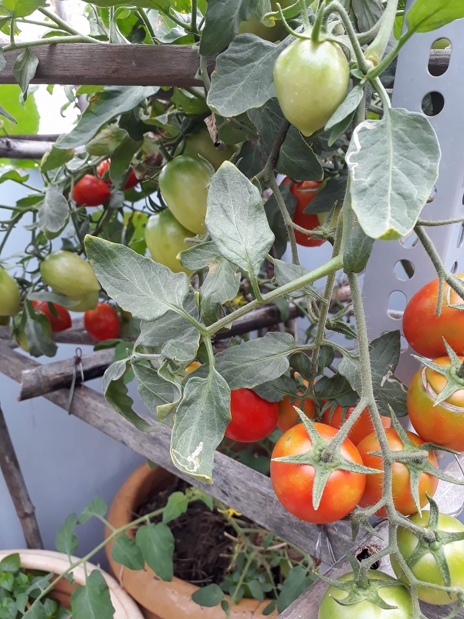 Sân thượng xây bồn kiên cố trồng đủ loại cây như trang trại ở Vũng Tàu san thuong xay bon kien co trong du loai cay nhu trang trai o vung tau