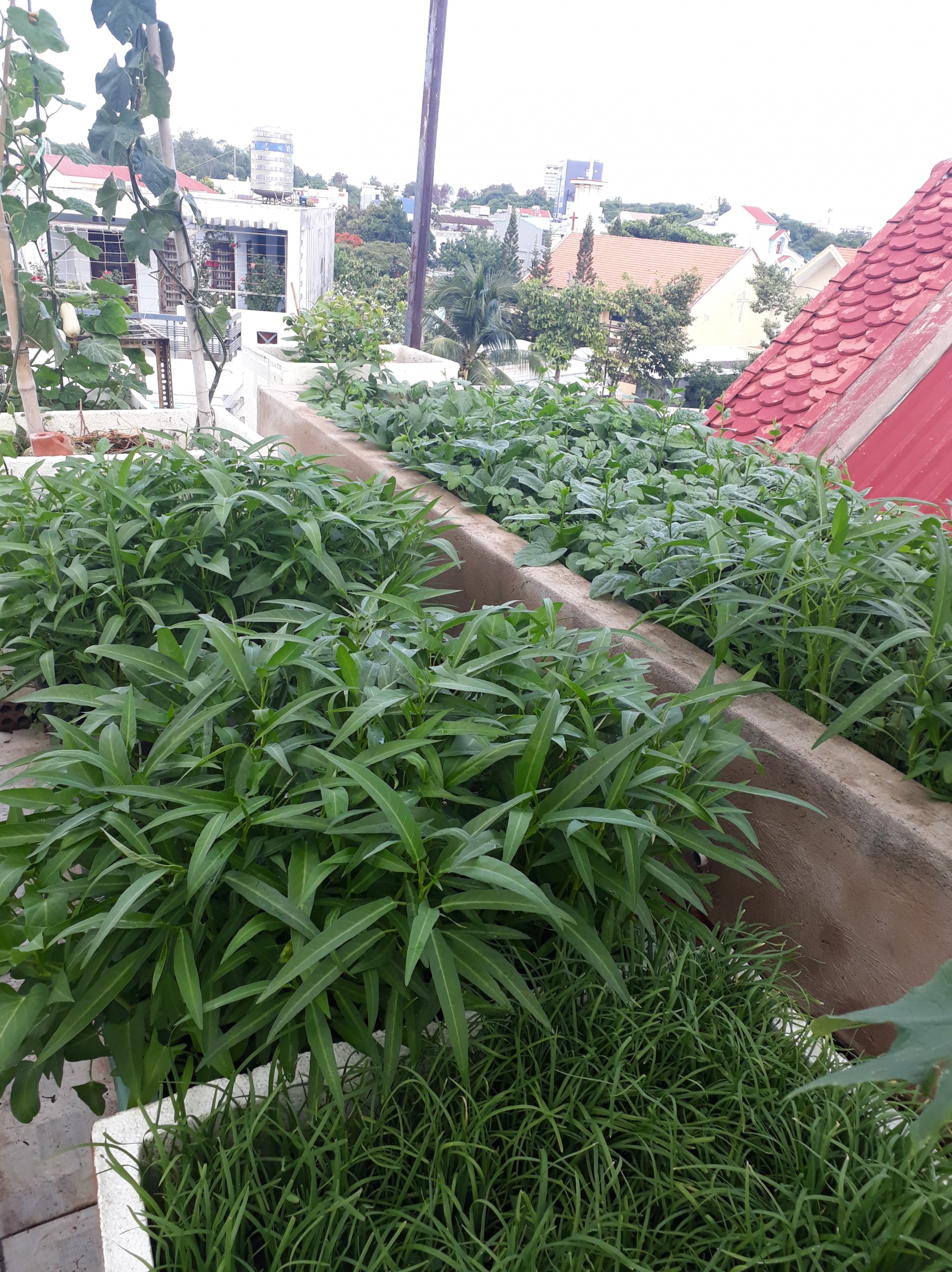 Sân thượng xây bồn kiên cố trồng đủ loại cây như trang trại ở Vũng Tàu san thuong xay bon kien co trong du loai cay nhu trang trai o vung tau