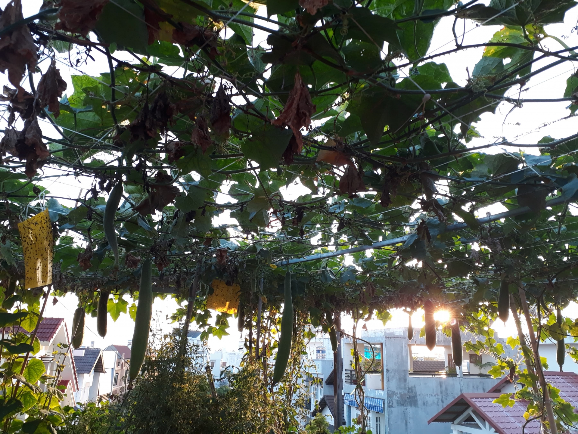 Sân thượng xây bồn kiên cố trồng đủ loại cây như trang trại ở Vũng Tàu san thuong xay bon kien co trong du loai cay nhu trang trai o vung tau