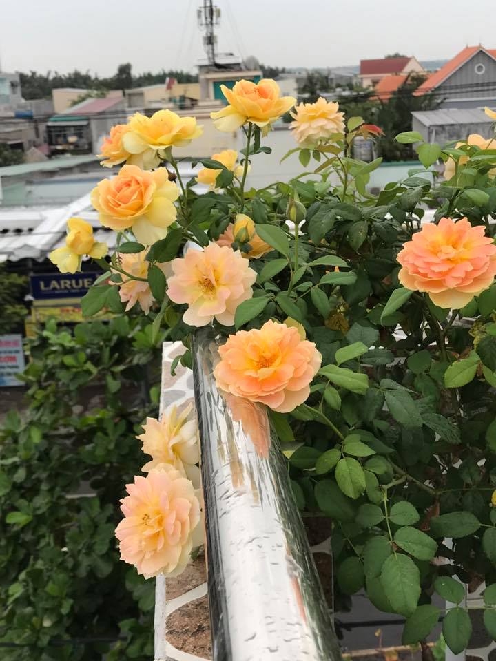 du loai cay an qua xum xue trai tren san thuong cua nguoi phu nu dam o tp hcm