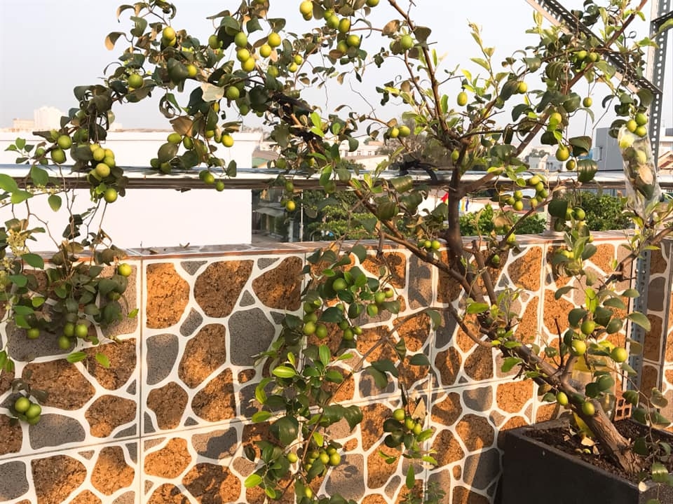 Đủ loại cây ăn quả xum xuê trái trên sân thượng của người phụ nữ đảm ở TP HCM du loai cay an qua xum xue trai tren san thuong cua nguoi phu nu dam o tp hcm
