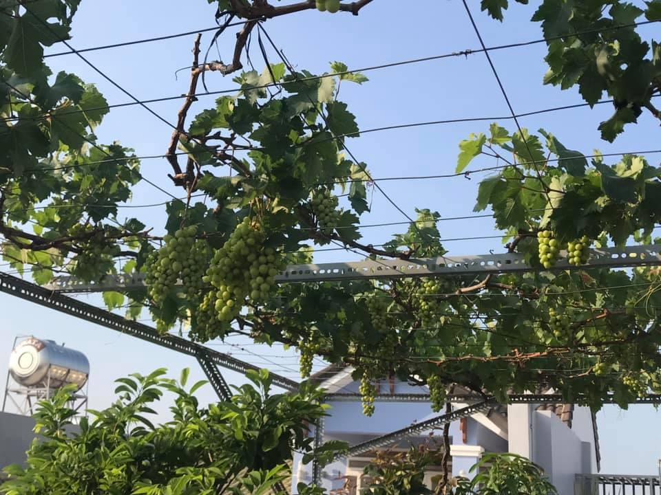 Đủ loại cây ăn quả xum xuê trái trên sân thượng của người phụ nữ đảm ở TP HCM du loai cay an qua xum xue trai tren san thuong cua nguoi phu nu dam o tp hcm