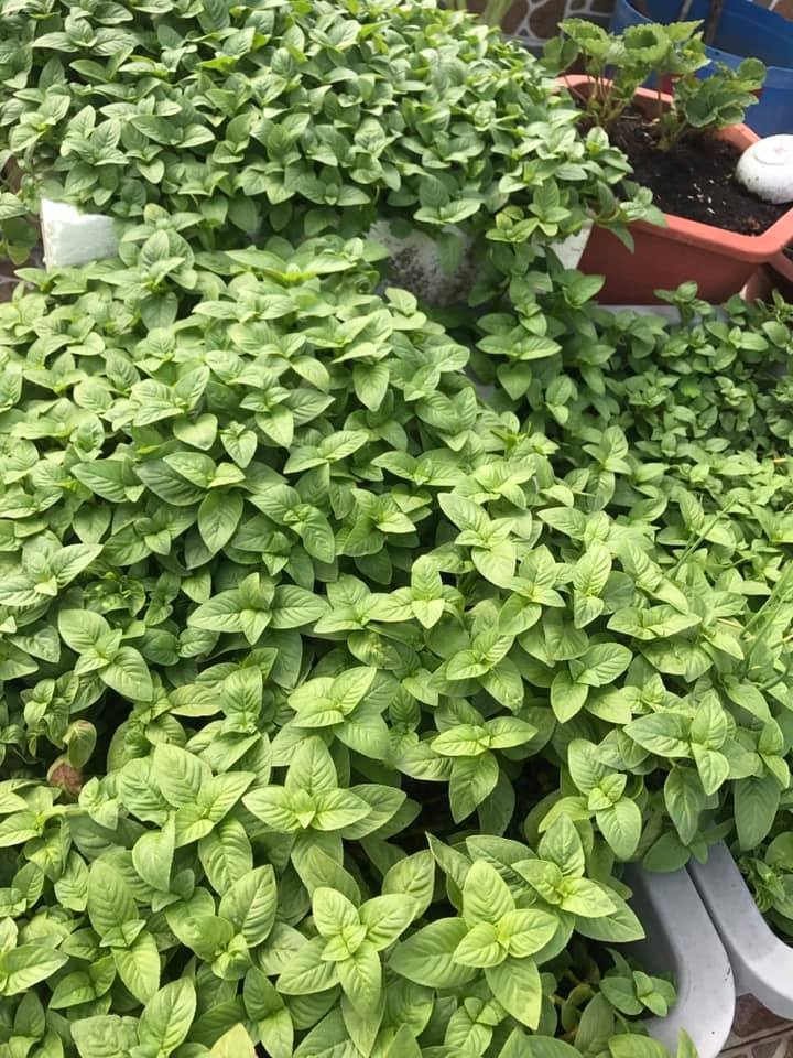Đủ loại cây ăn quả xum xuê trái trên sân thượng của người phụ nữ đảm ở TP HCM du loai cay an qua xum xue trai tren san thuong cua nguoi phu nu dam o tp hcm
