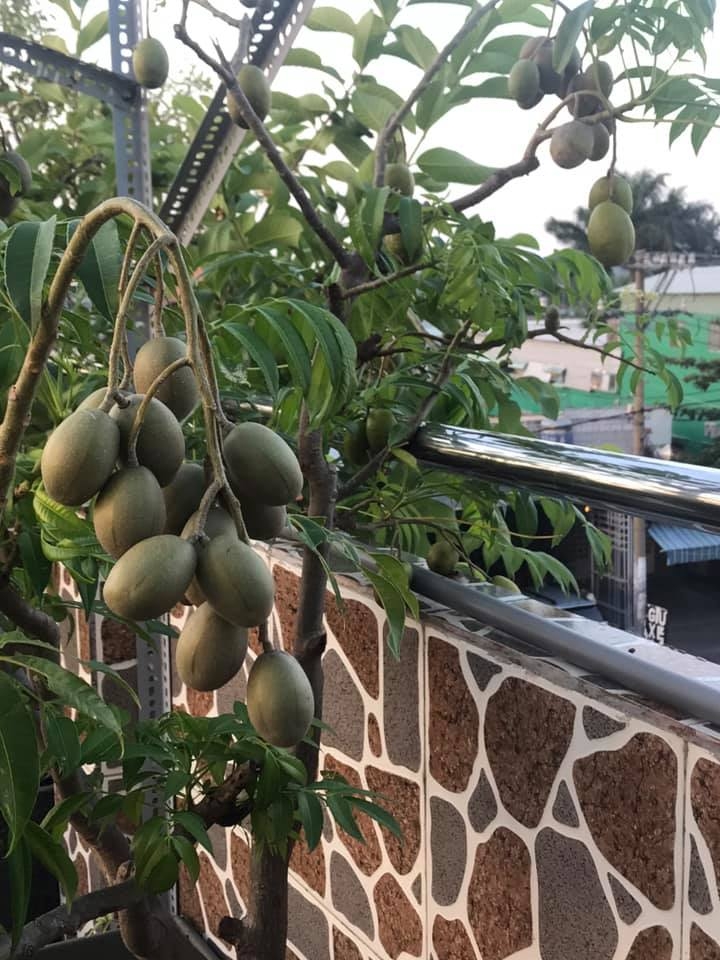 du loai cay an qua xum xue trai tren san thuong cua nguoi phu nu dam o tp hcm