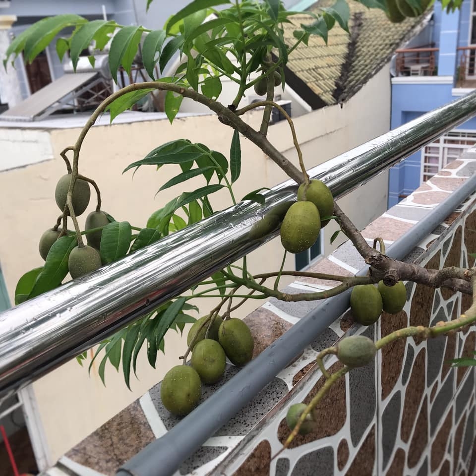 Đủ loại cây ăn quả xum xuê trái trên sân thượng của người phụ nữ đảm ở TP HCM du loai cay an qua xum xue trai tren san thuong cua nguoi phu nu dam o tp hcm