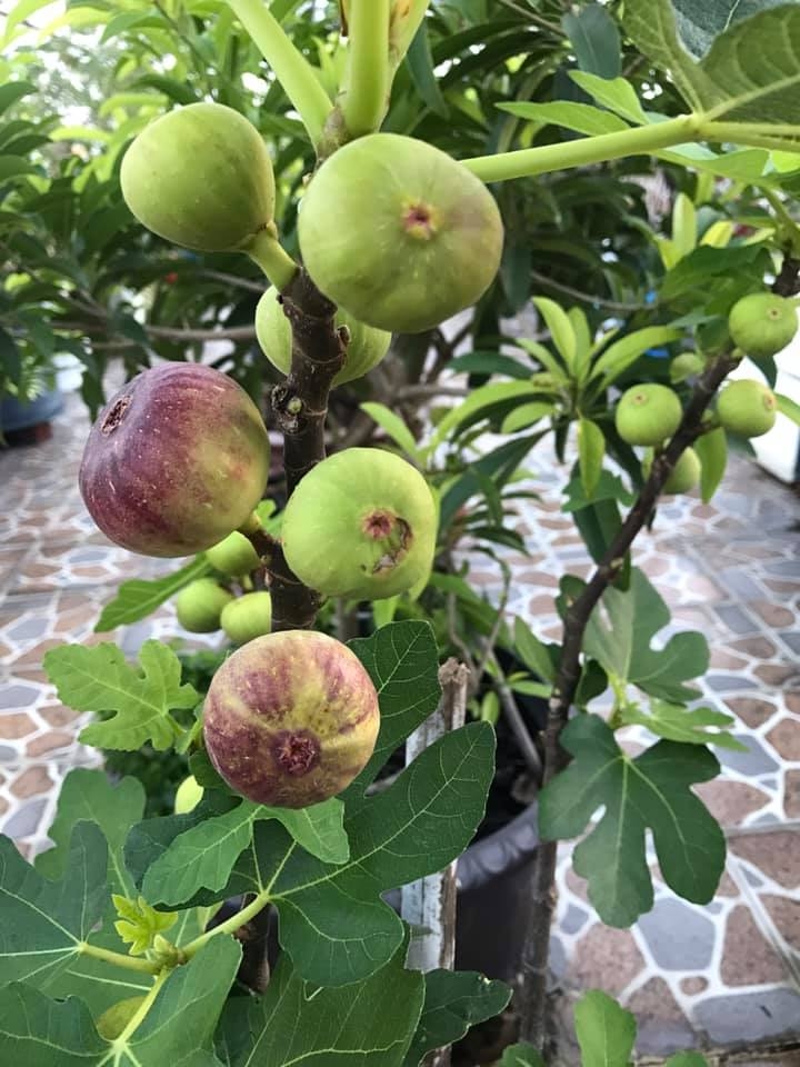 Đủ loại cây ăn quả xum xuê trái trên sân thượng của người phụ nữ đảm ở TP HCM du loai cay an qua xum xue trai tren san thuong cua nguoi phu nu dam o tp hcm