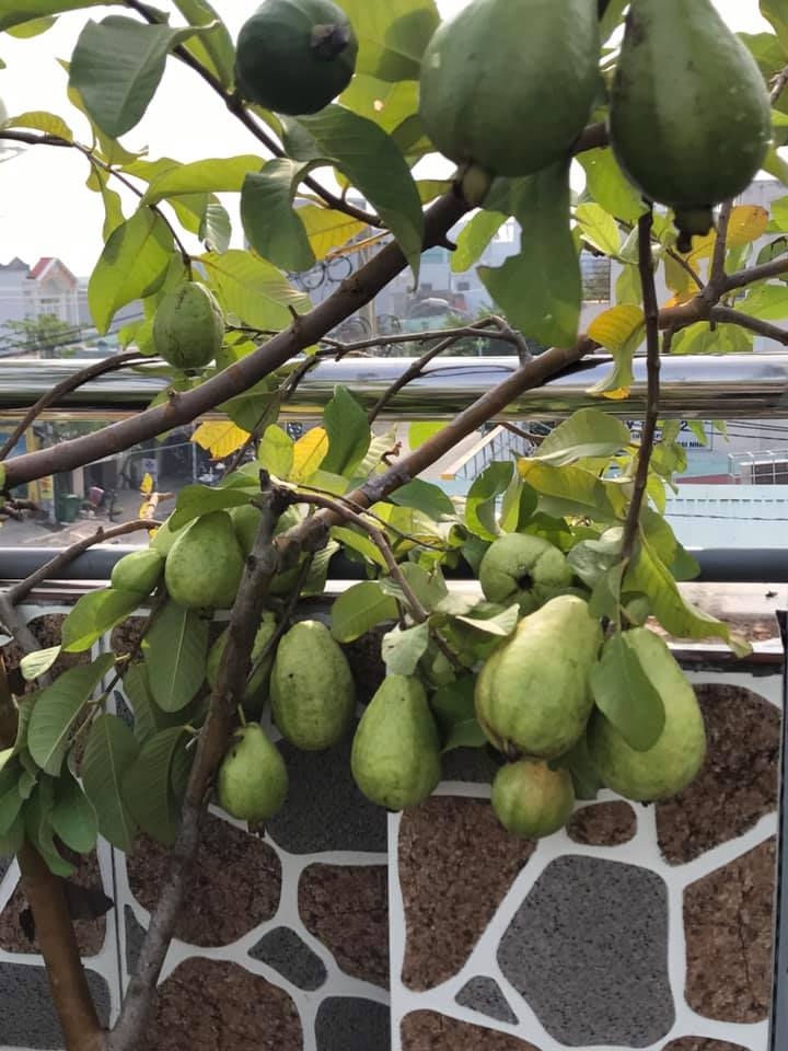 Đủ loại cây ăn quả xum xuê trái trên sân thượng của người phụ nữ đảm ở TP HCM du loai cay an qua xum xue trai tren san thuong cua nguoi phu nu dam o tp hcm