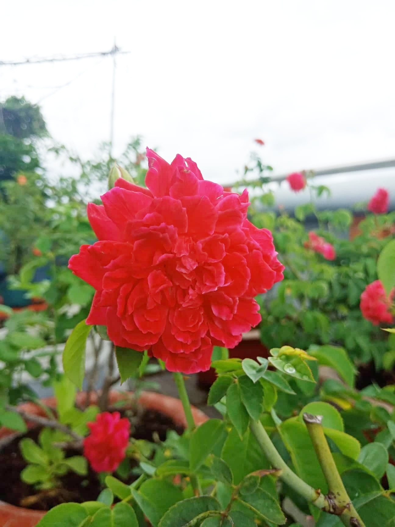 san thuong 80m2 phu xanh rau qua sach cua co gai 20 tuoi o binh duong