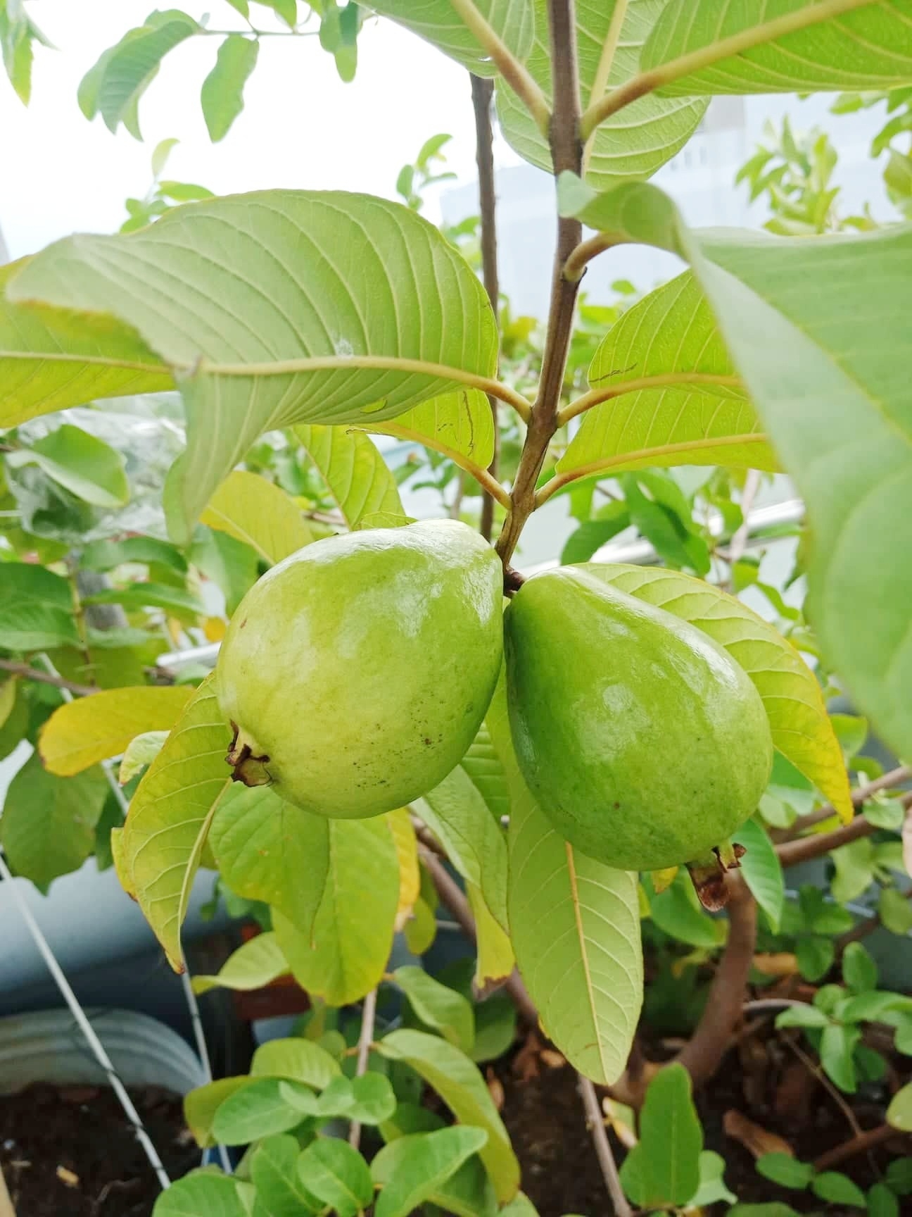 san thuong 80m2 phu xanh rau qua sach cua co gai 20 tuoi o binh duong
