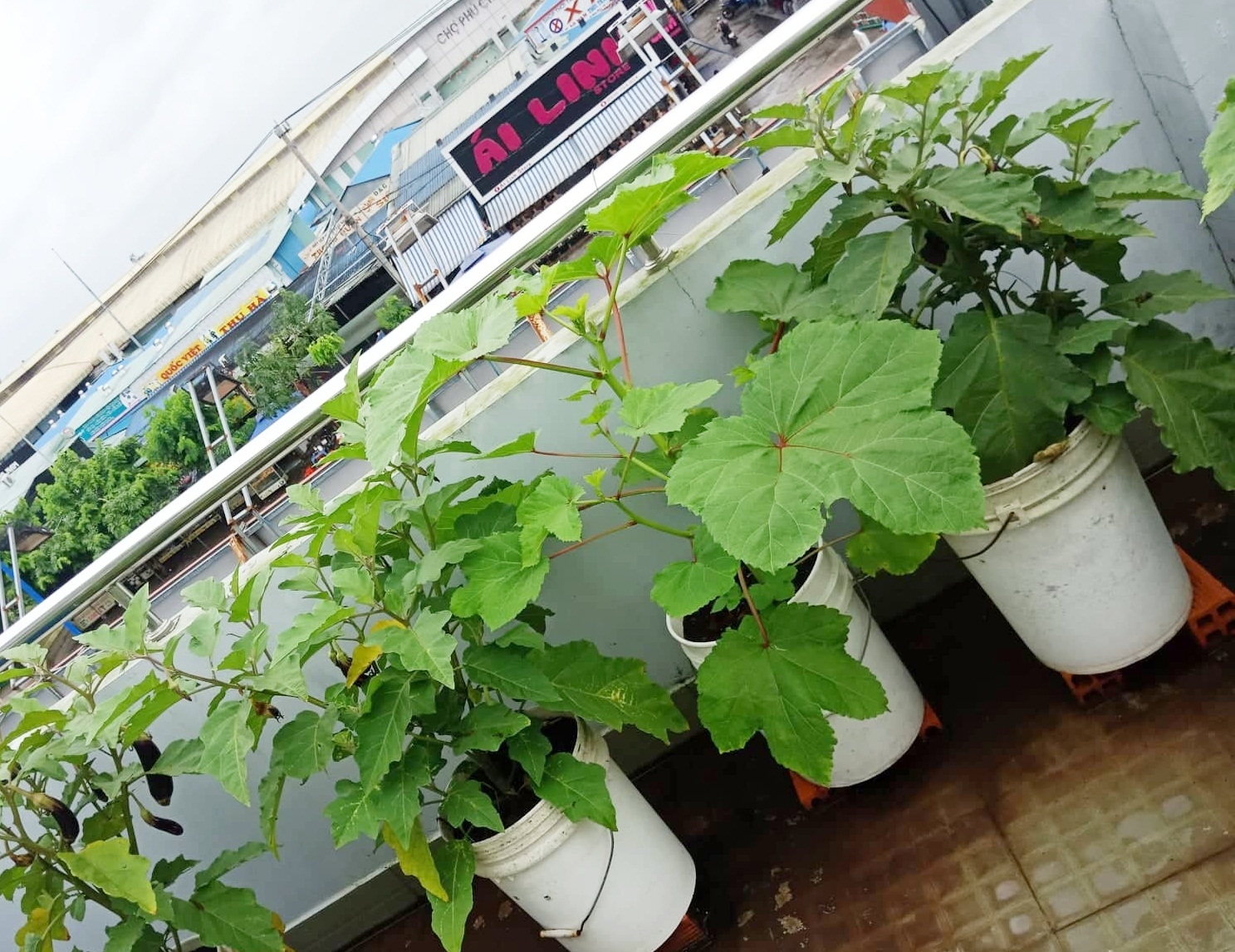 san thuong 80m2 phu xanh rau qua sach cua co gai 20 tuoi o binh duong