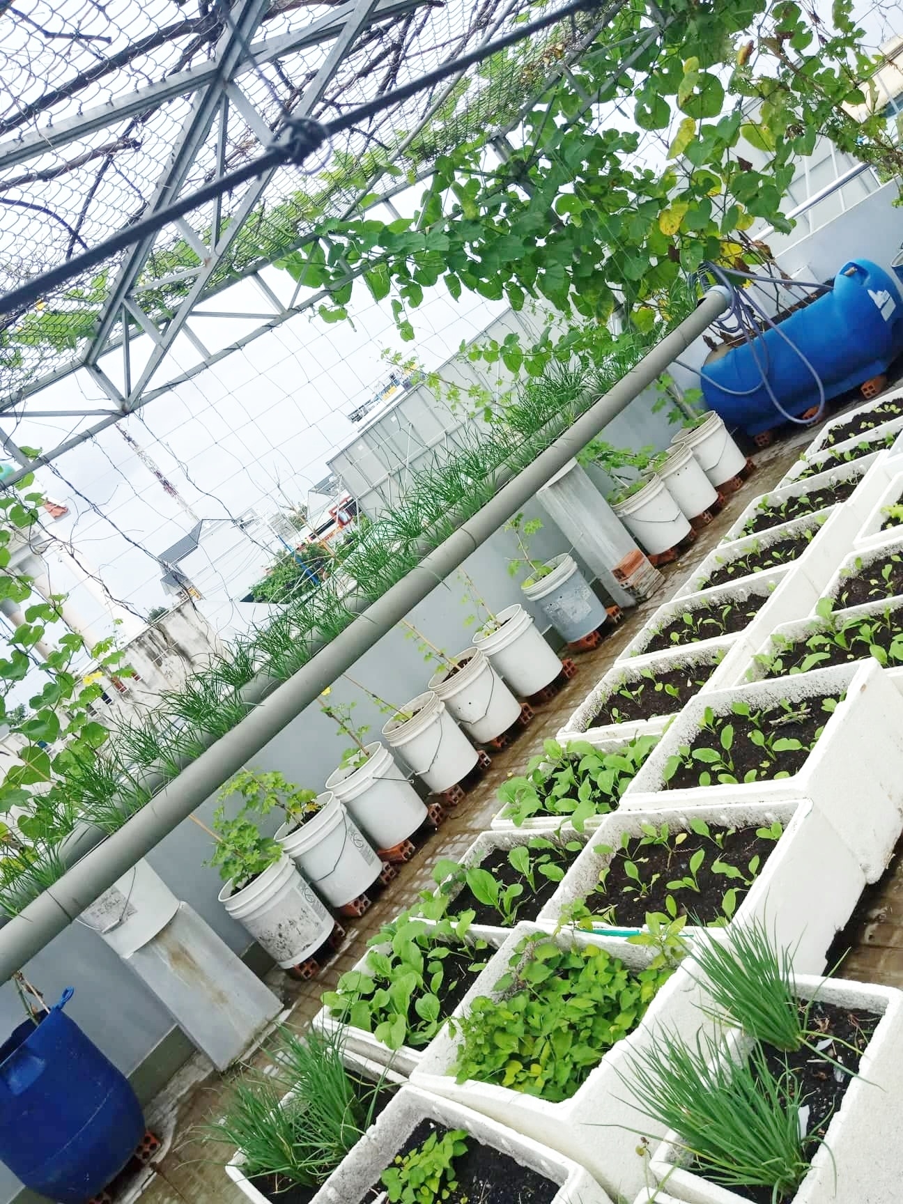san thuong 80m2 phu xanh rau qua sach cua co gai 20 tuoi o binh duong