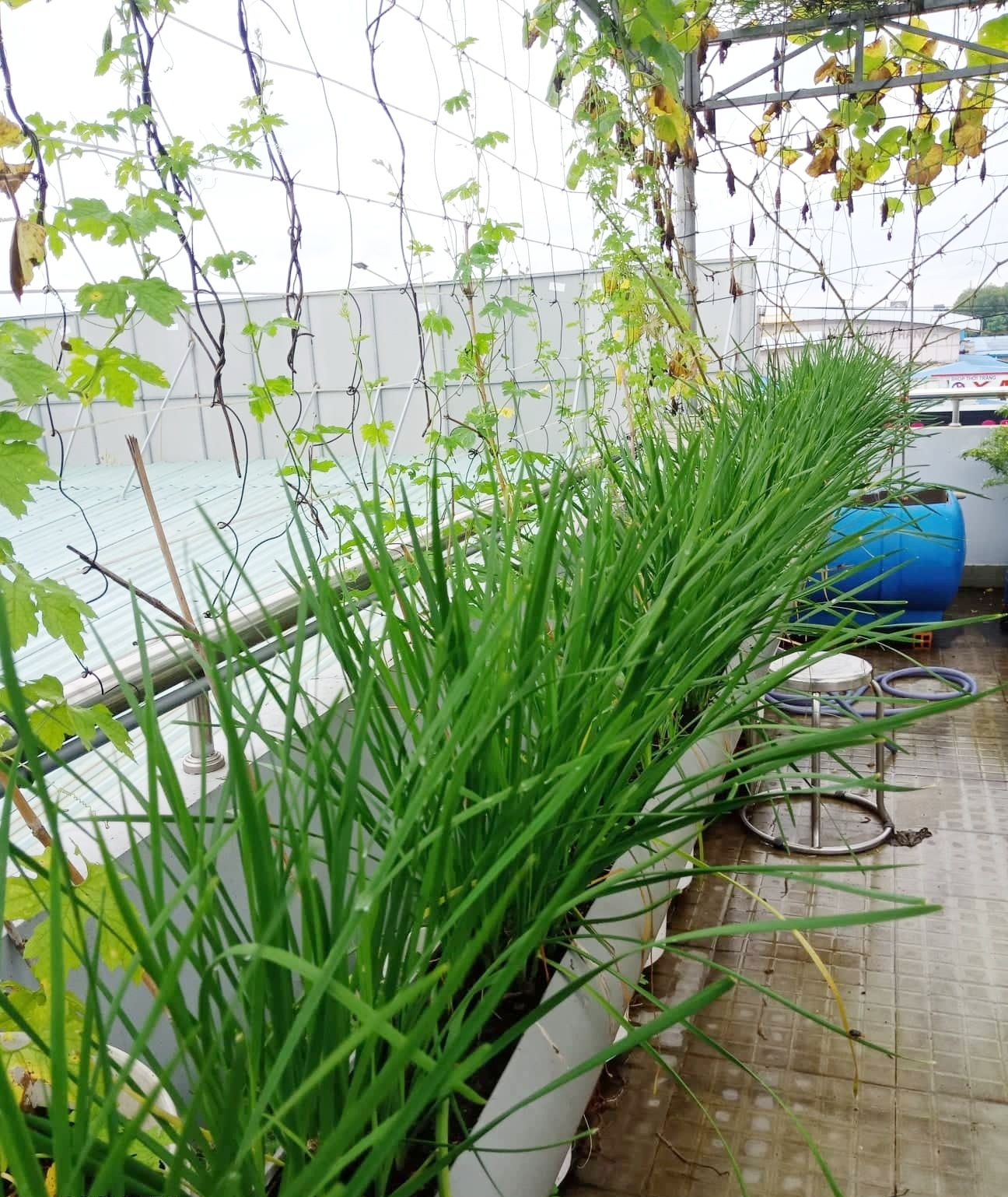 san thuong 80m2 phu xanh rau qua sach cua co gai 20 tuoi o binh duong