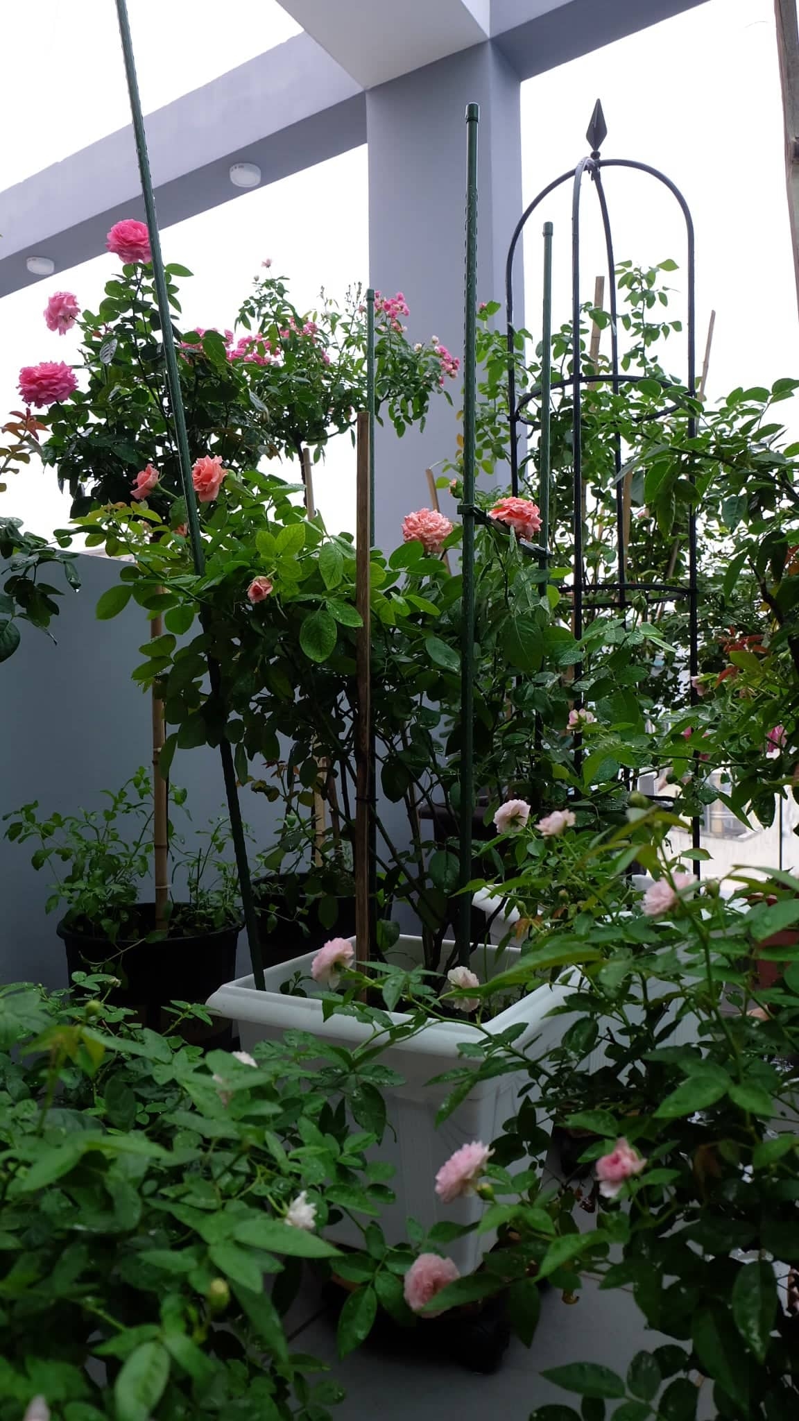 Yêu hoa hồng, nữ kế toán trồng cả vườn hồng rực rỡ trên sân thượng nguoi phu nu o tp hcm tan huong cuoc song bang cach trong ca vuon hong ruc ro tren cao dep nhu trong mo