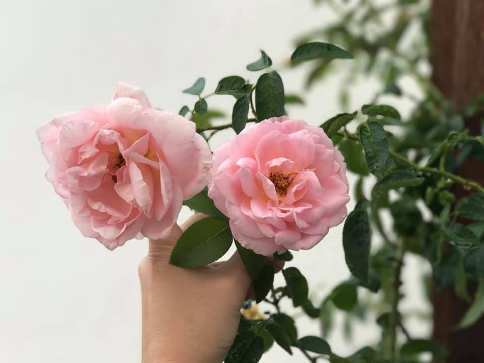 ngoi nha hanh phuc thom huong hoa hong cua cap vo chong tre o thu duc tp hcm