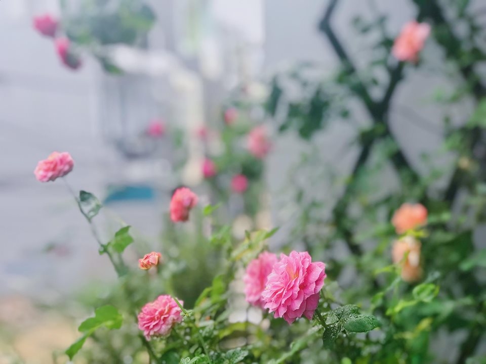 ngoi nha hanh phuc thom huong hoa hong cua cap vo chong tre o thu duc tp hcm