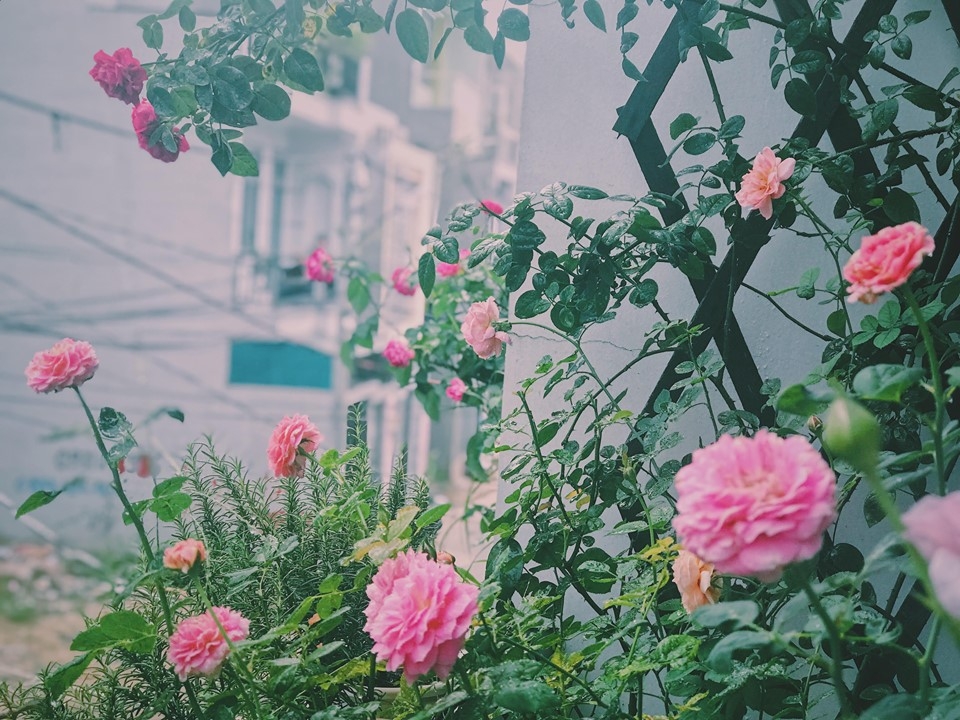 ngoi nha hanh phuc thom huong hoa hong cua cap vo chong tre o thu duc tp hcm