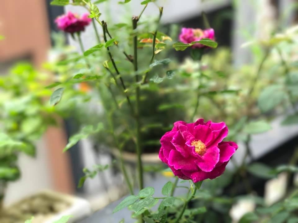 ngoi nha hanh phuc thom huong hoa hong cua cap vo chong tre o thu duc tp hcm