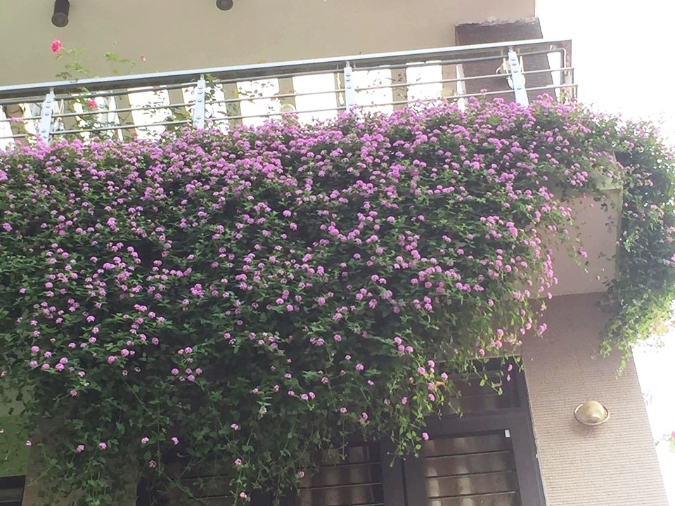 mat tien ngoi nha dien bien dep nhu tranh ve nho phu kin hoa mau tim ruc ro