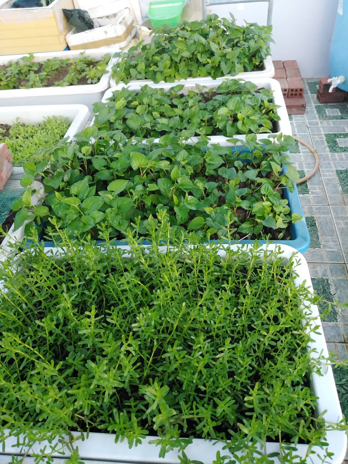 Sân thượng 25m2 đủ loại rau quả tươi tốt nhờ cách tận dụng rác nhà bếp san thuong 25m2 du loai rau qua tuoi tot nho cach tan dung rac nha bep