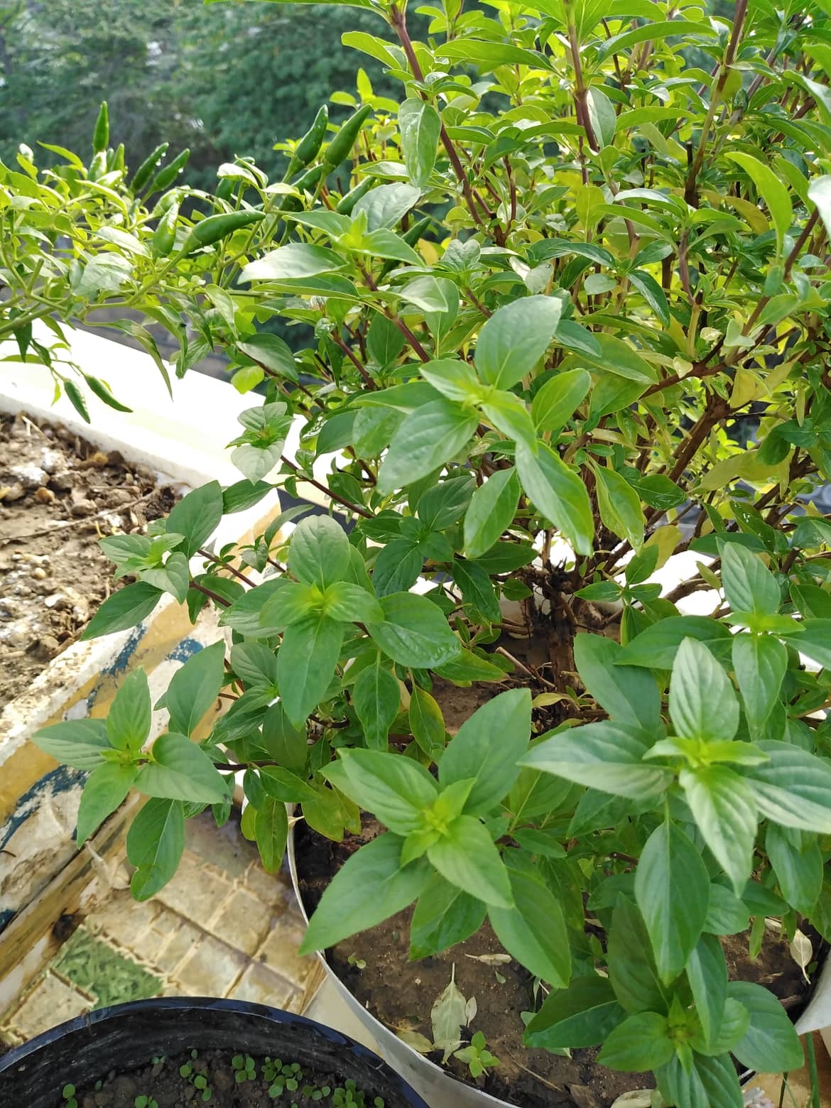 Sân thượng 25m2 đủ loại rau quả tươi tốt nhờ cách tận dụng rác nhà bếp san thuong 25m2 du loai rau qua tuoi tot nho cach tan dung rac nha bep