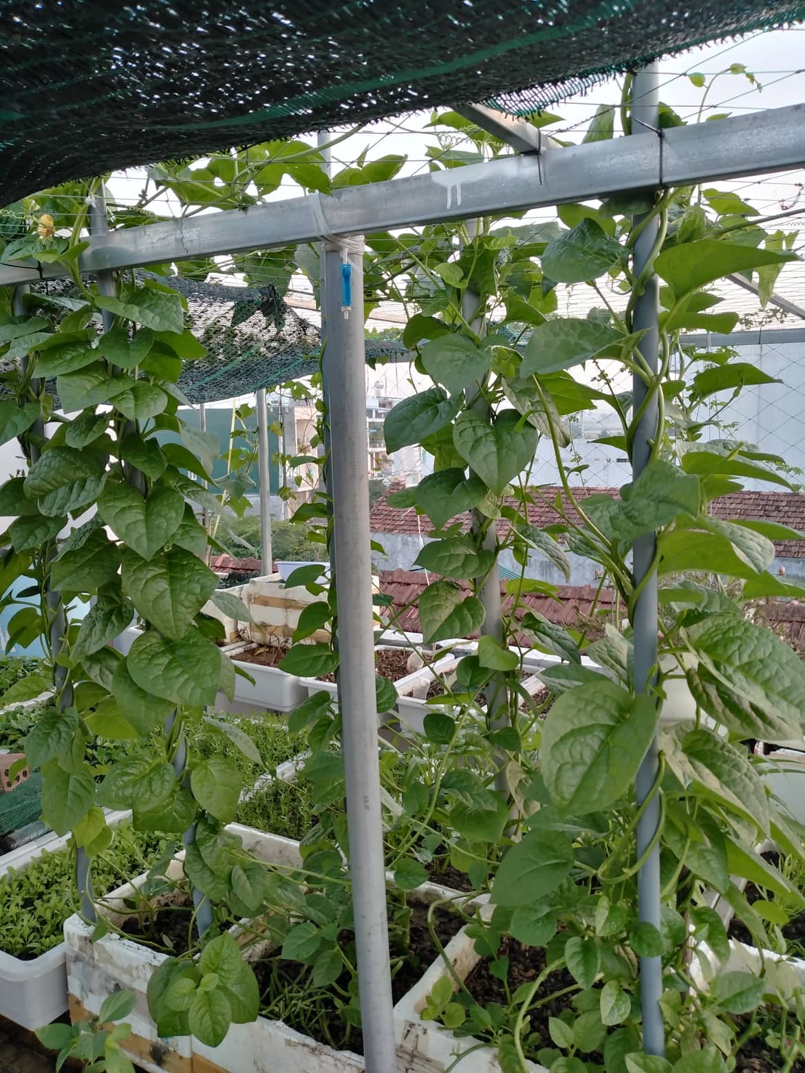 Sân thượng 25m2 đủ loại rau quả tươi tốt nhờ cách tận dụng rác nhà bếp san thuong 25m2 du loai rau qua tuoi tot nho cach tan dung rac nha bep