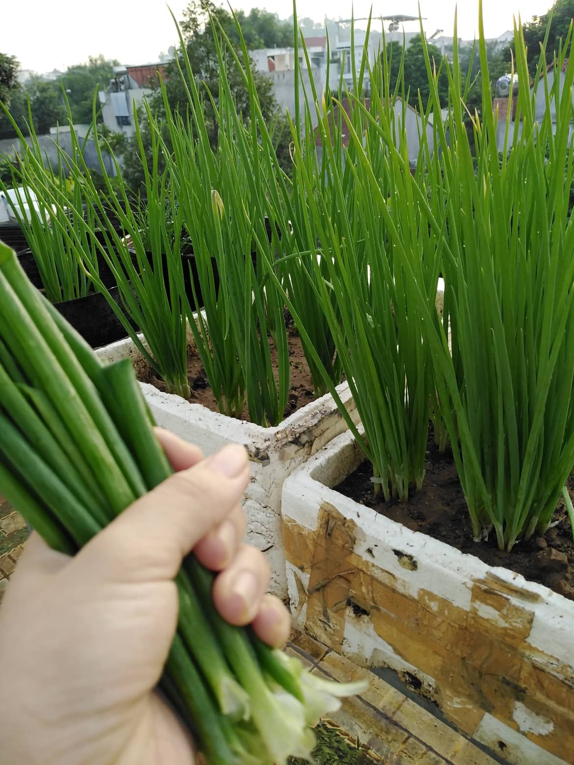 Sân thượng 25m2 đủ loại rau quả tươi tốt nhờ cách tận dụng rác nhà bếp san thuong 25m2 du loai rau qua tuoi tot nho cach tan dung rac nha bep