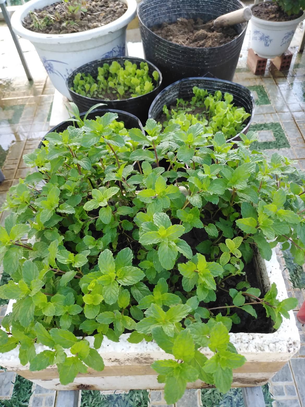 san thuong 25m2 du loai rau qua tuoi tot nho cach tan dung rac nha bep