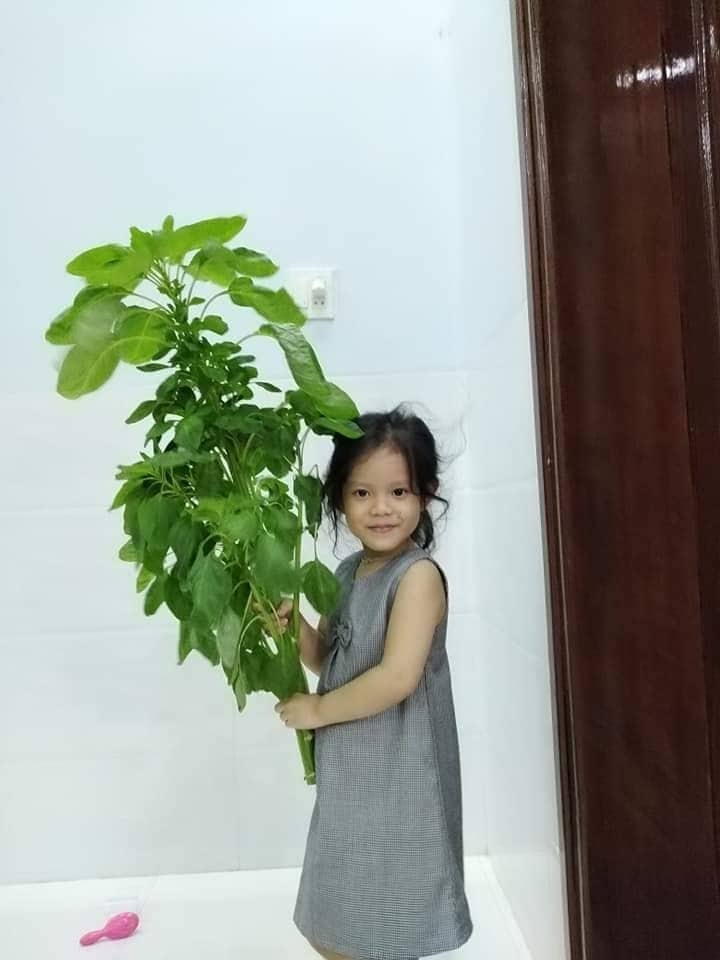 Sân thượng 25m2 đủ loại rau quả tươi tốt nhờ cách tận dụng rác nhà bếp san thuong 25m2 du loai rau qua tuoi tot nho cach tan dung rac nha bep