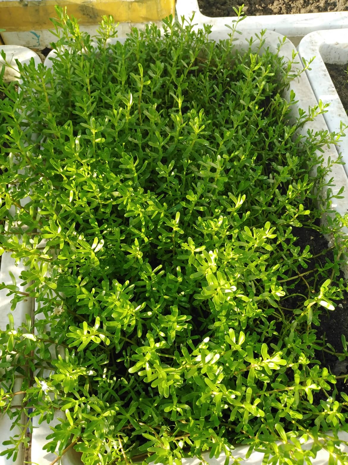 san thuong 25m2 du loai rau qua tuoi tot nho cach tan dung rac nha bep