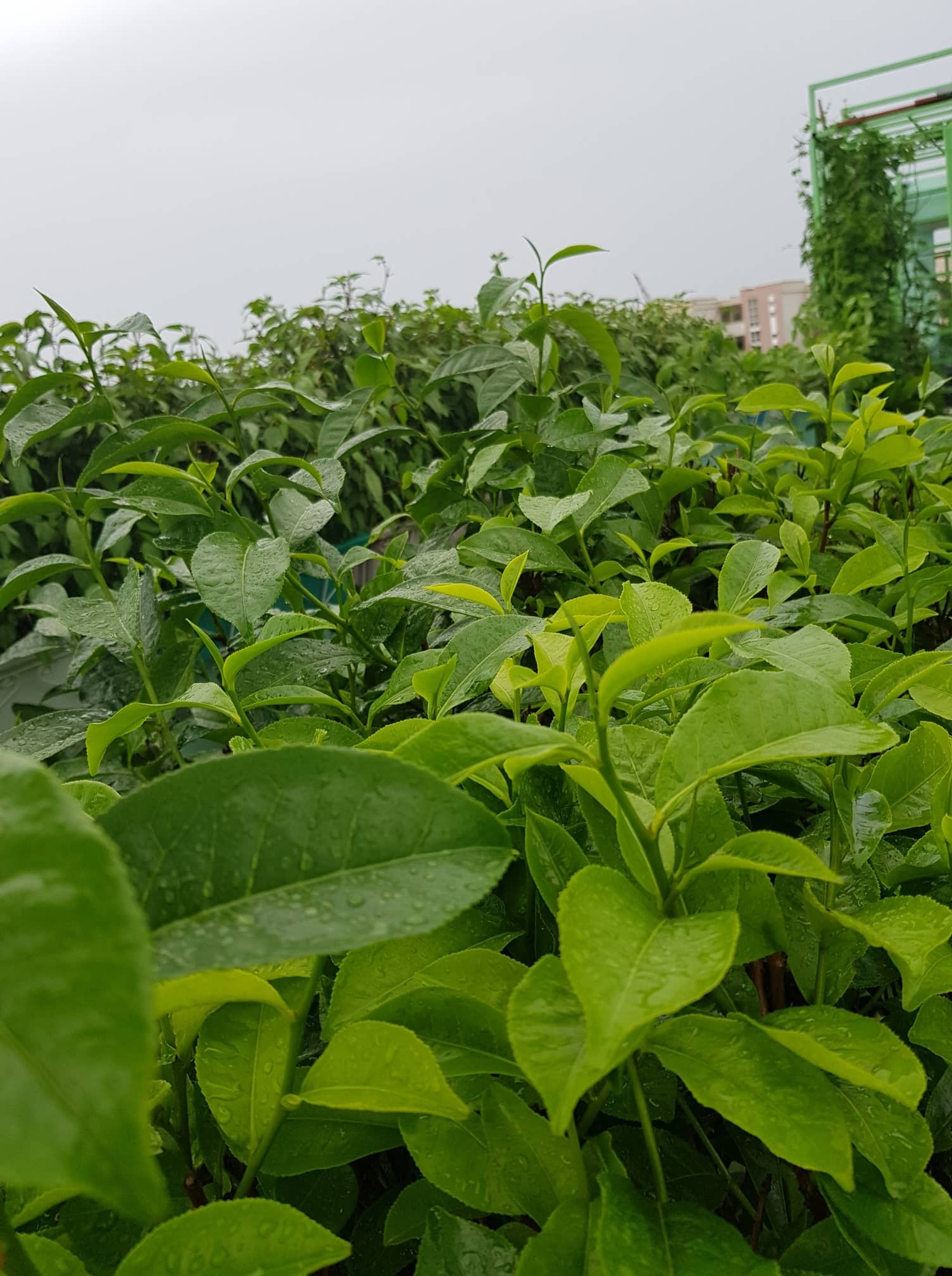 Rau quả và hoa tươi tốt, xanh um trên sân thượng 100m2 ở TP HCM rau qua va hoa tuoi tot xanh um tren san thuong 100m2 o tp hcm