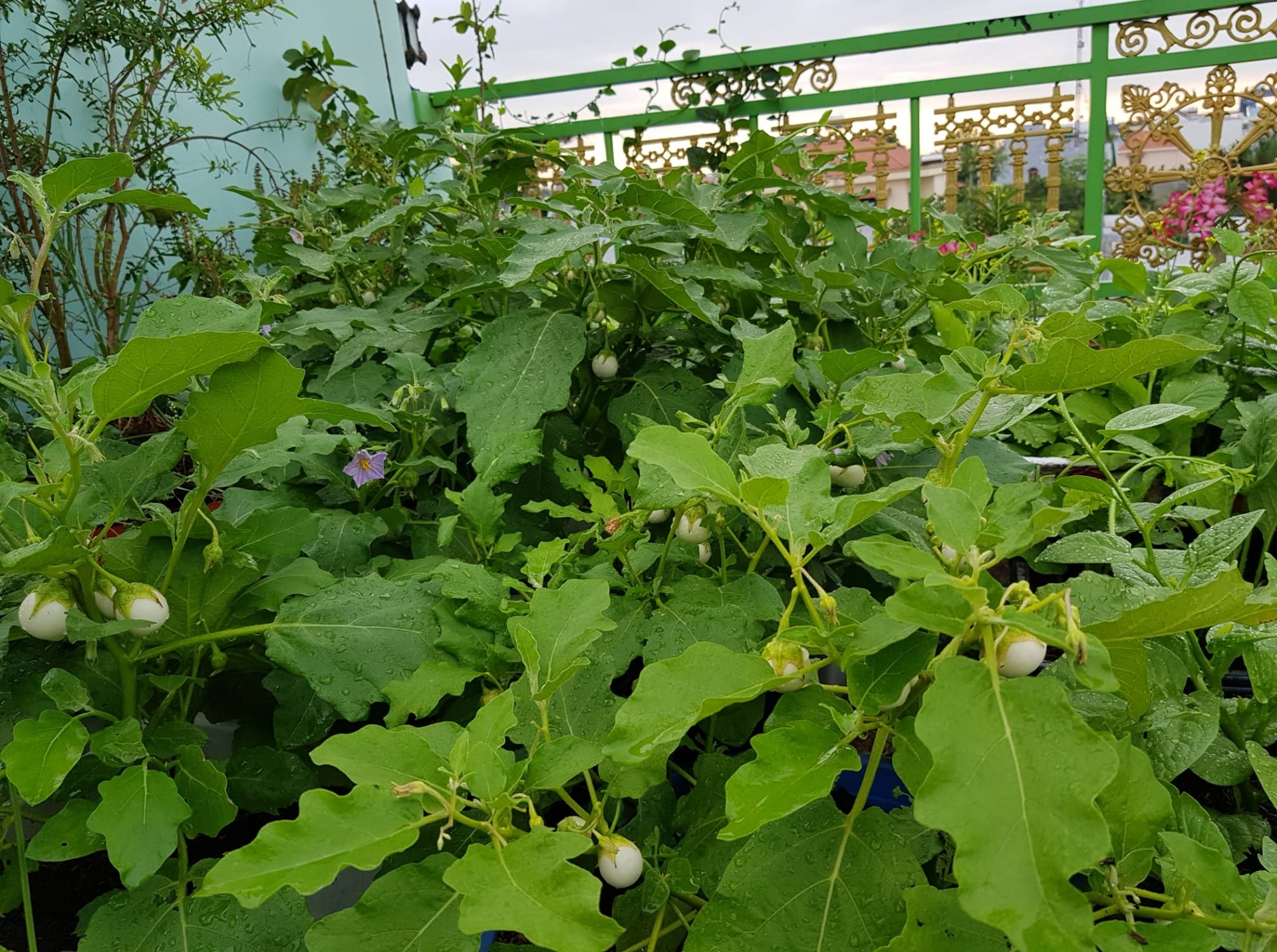 Rau quả và hoa tươi tốt, xanh um trên sân thượng 100m2 ở TP HCM rau qua va hoa tuoi tot xanh um tren san thuong 100m2 o tp hcm