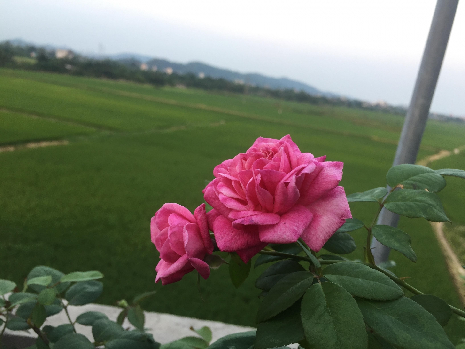 me 3 con trong du loai hong xung quanh nha de thoa man niem dam me yeu hoa