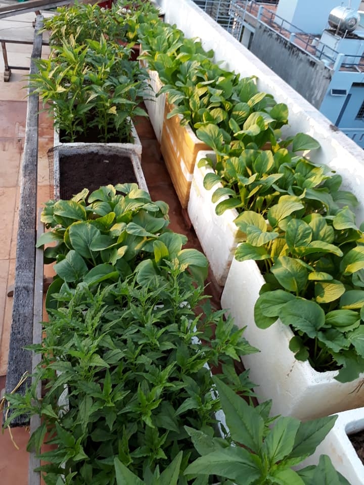 Bí quyết trồng rau tươi tốt, quả trĩu trịt giàn trên sân thượng 80m2 ở Vũng Tàu bi quyet trong rau tuoi tot qua triu trit gian tren san thuong 80m2 o vung tau