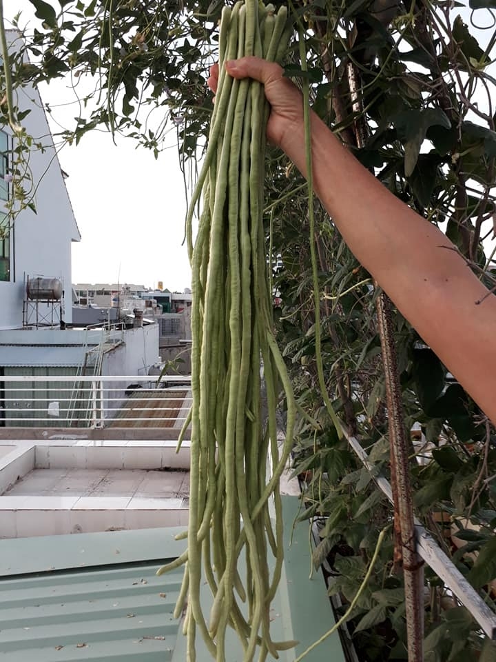 Bí quyết trồng rau tươi tốt, quả trĩu trịt giàn trên sân thượng 80m2 ở Vũng Tàu bi quyet trong rau tuoi tot qua triu trit gian tren san thuong 80m2 o vung tau
