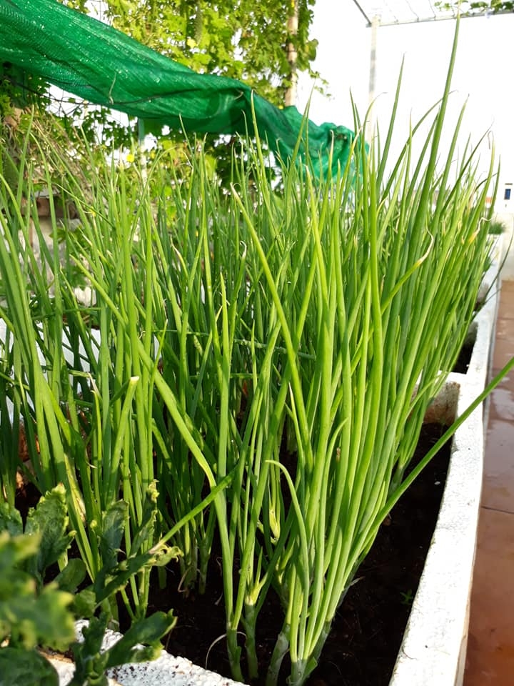 Bí quyết trồng rau tươi tốt, quả trĩu trịt giàn trên sân thượng 80m2 ở Vũng Tàu bi quyet trong rau tuoi tot qua triu trit gian tren san thuong 80m2 o vung tau