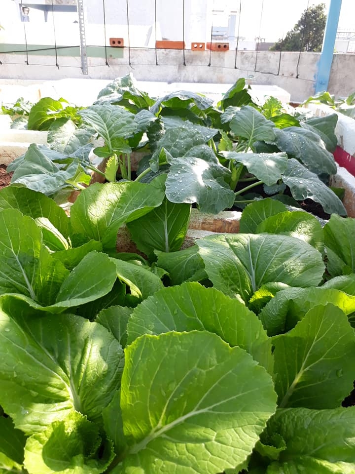 Bí quyết trồng rau tươi tốt, quả trĩu trịt giàn trên sân thượng 80m2 ở Vũng Tàu bi quyet trong rau tuoi tot qua triu trit gian tren san thuong 80m2 o vung tau